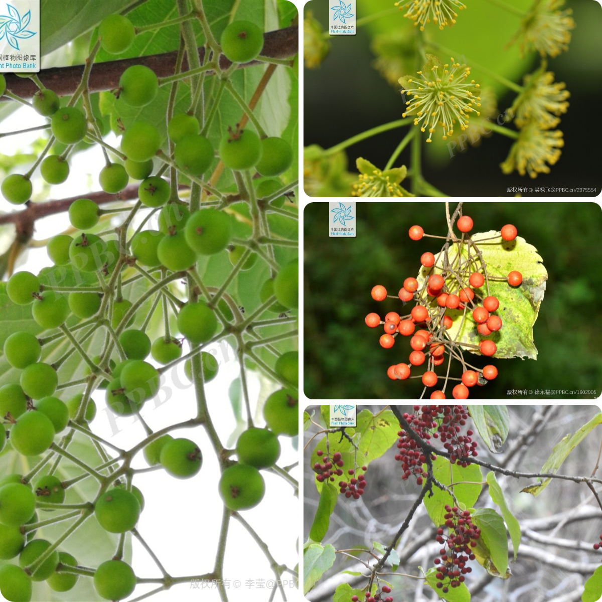 基因组培,生产种植,果实综合利用开发,产品营销等领域,目前在山桐子